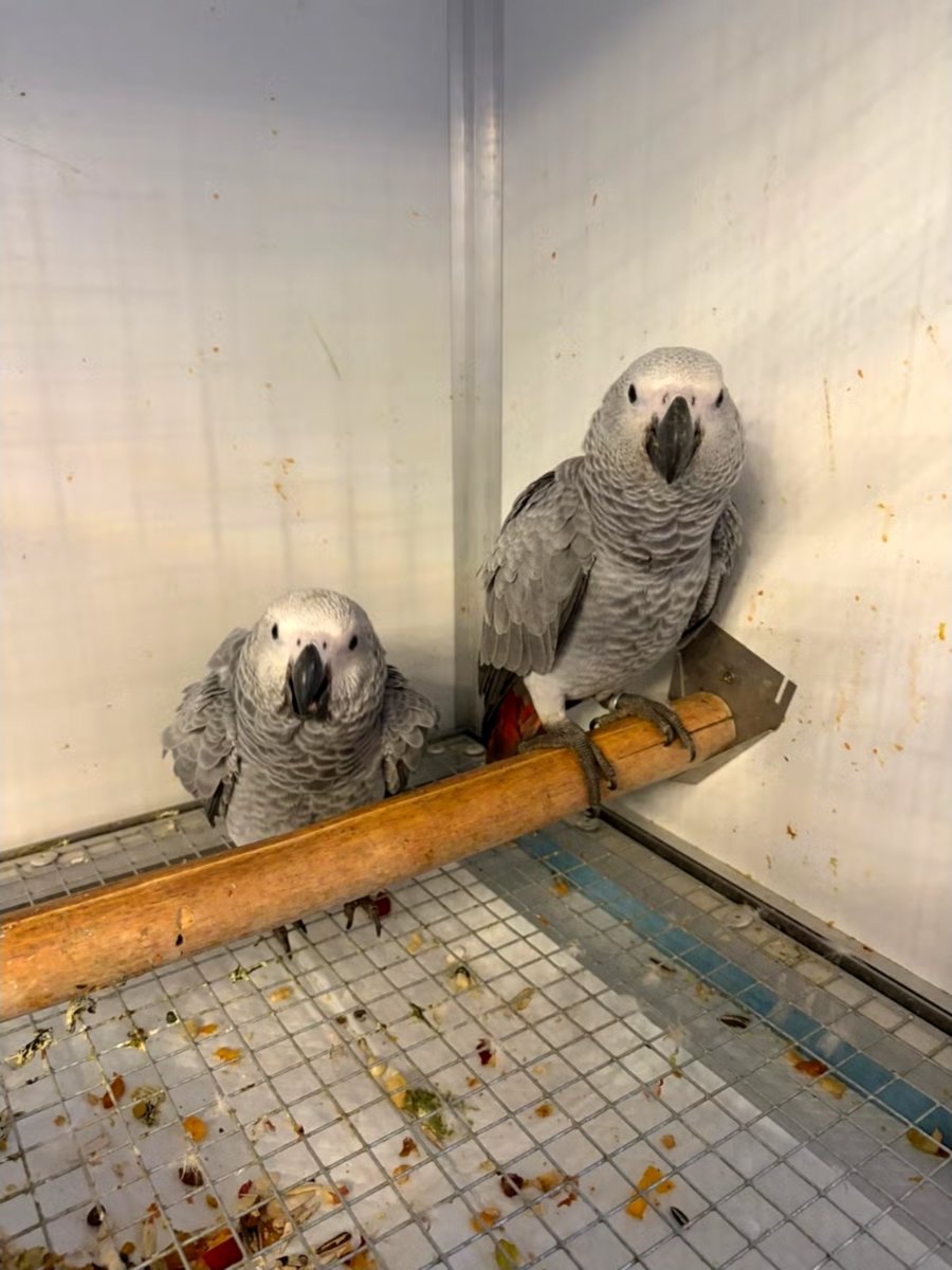Sweet and lovely African grey parrots for sale
