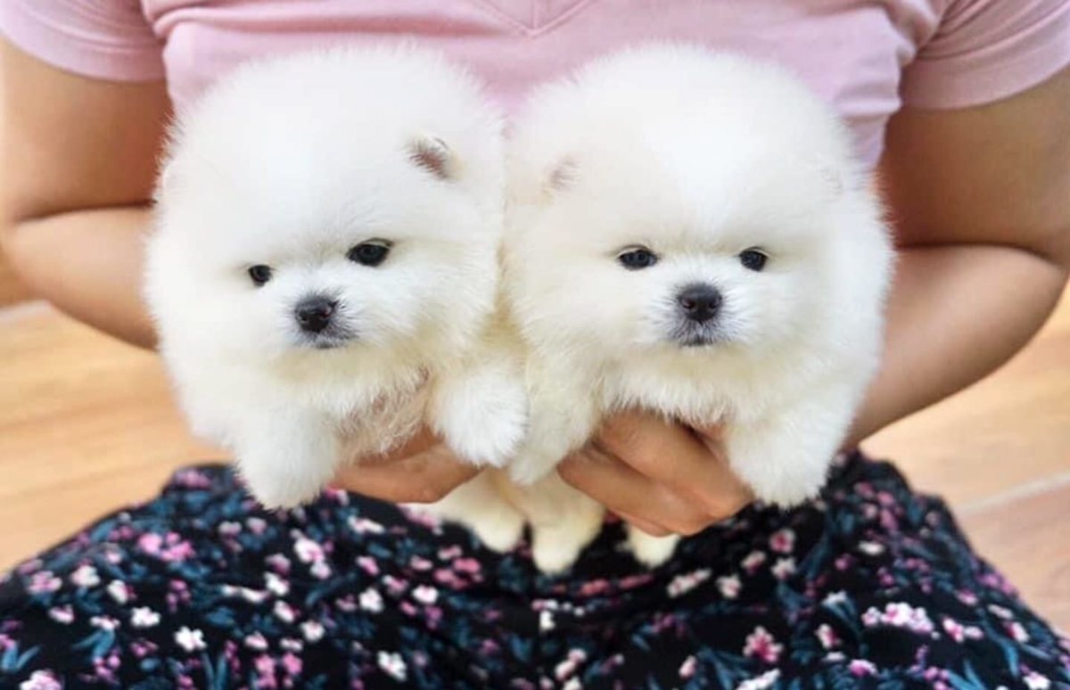 Two Awesome T-Cup Pomeranian Puppies