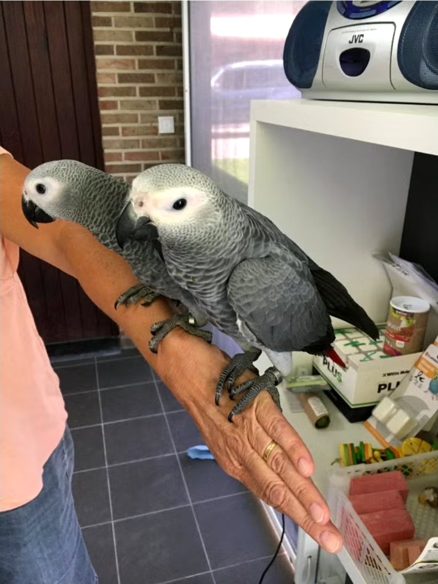 Sweet and lovely African grey parrots for sale