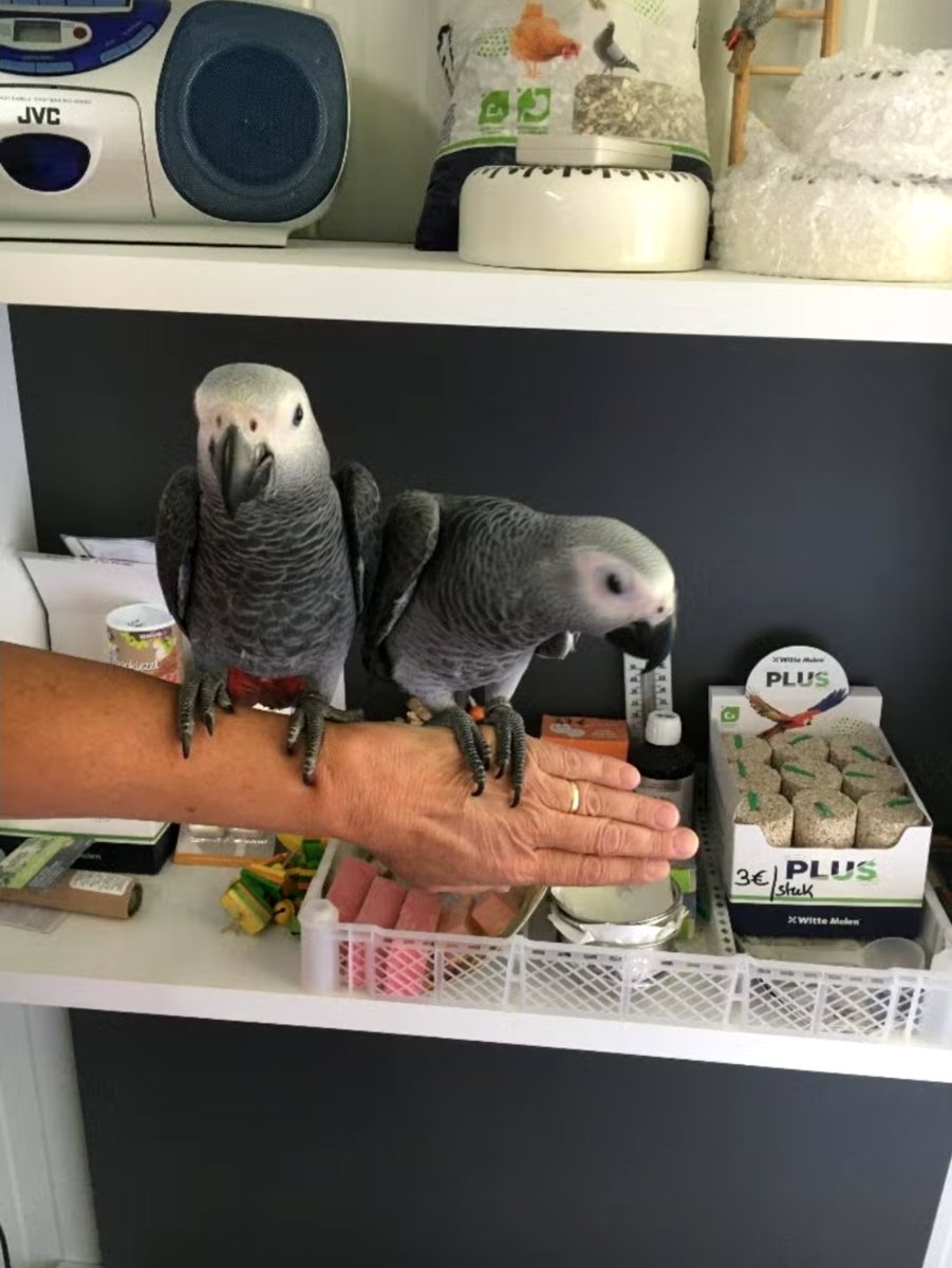 Sweet and lovely African grey parrots for sale