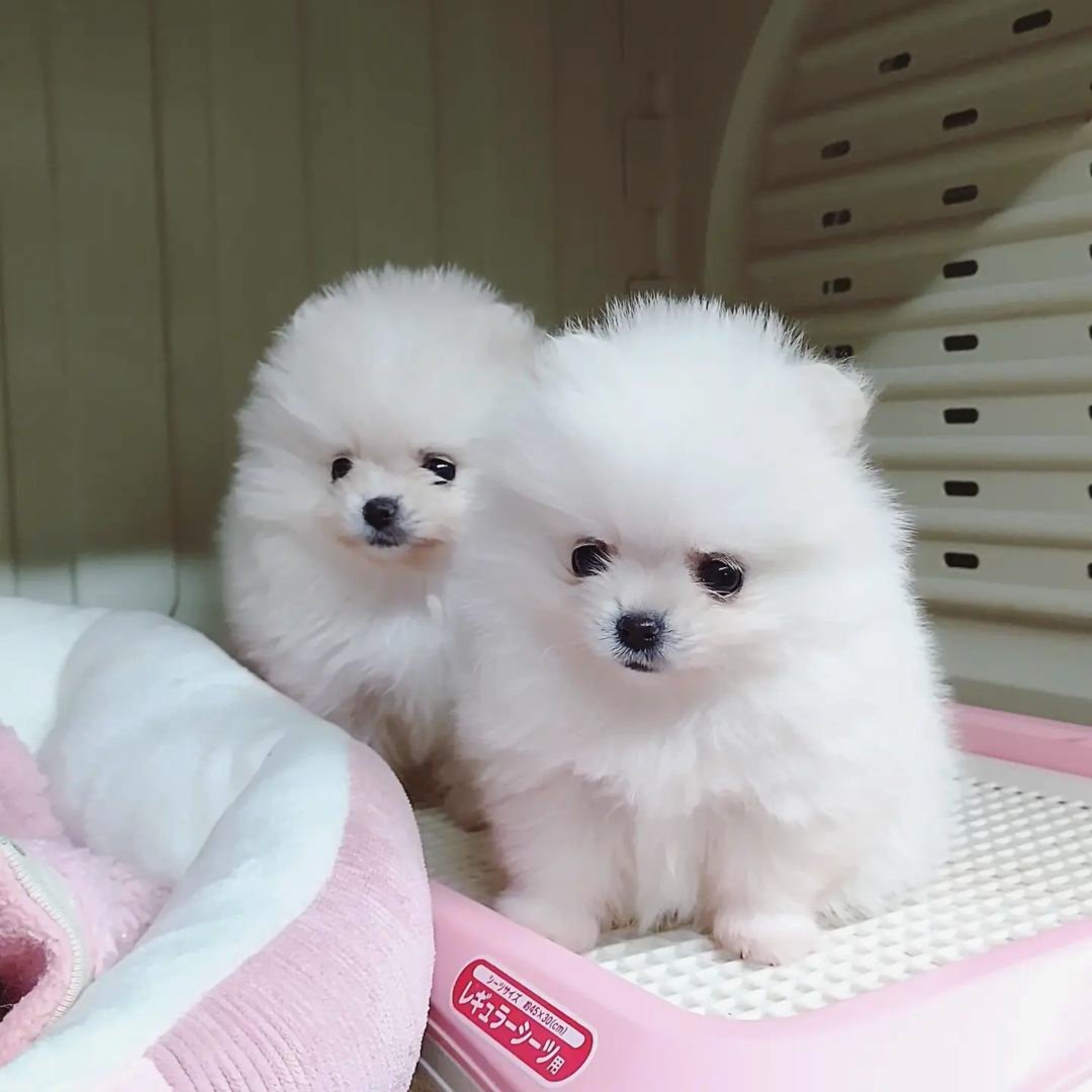 Beautiful Pomeranian puppies for good home