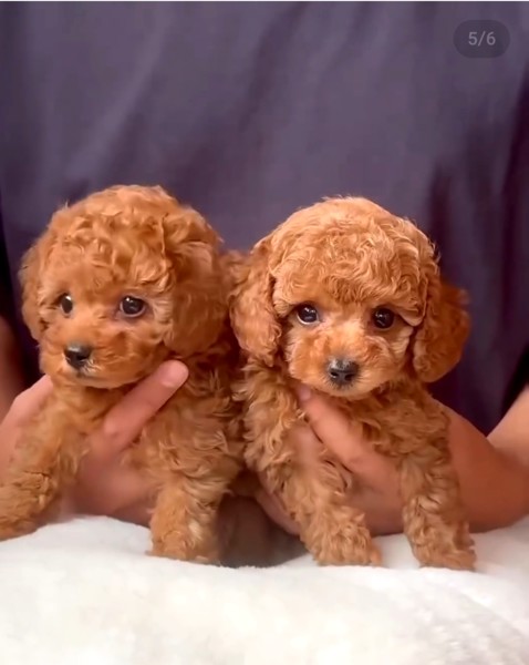 Toy Poodle Puppies.
